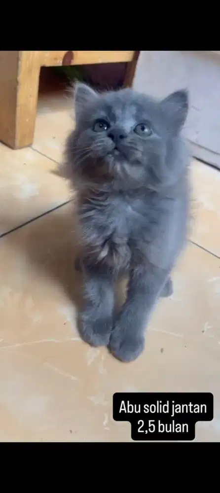 Kucing abu solid