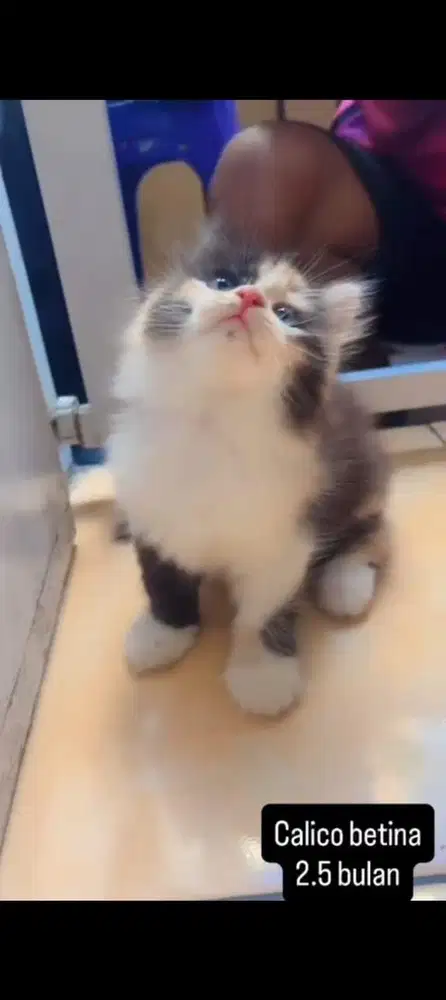 Kucing calico kitten