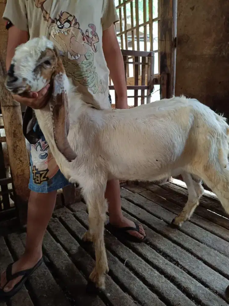 Menerima Kurban Aqiqah Kambing dan Sapi