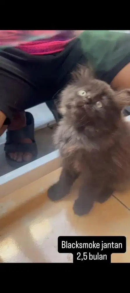 Kucing blacksmoke kitten