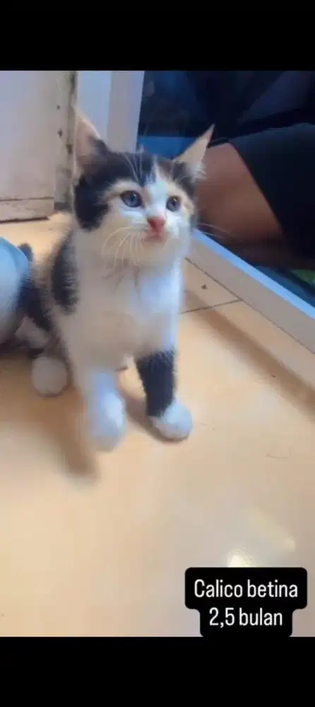 Kucing calico kitten