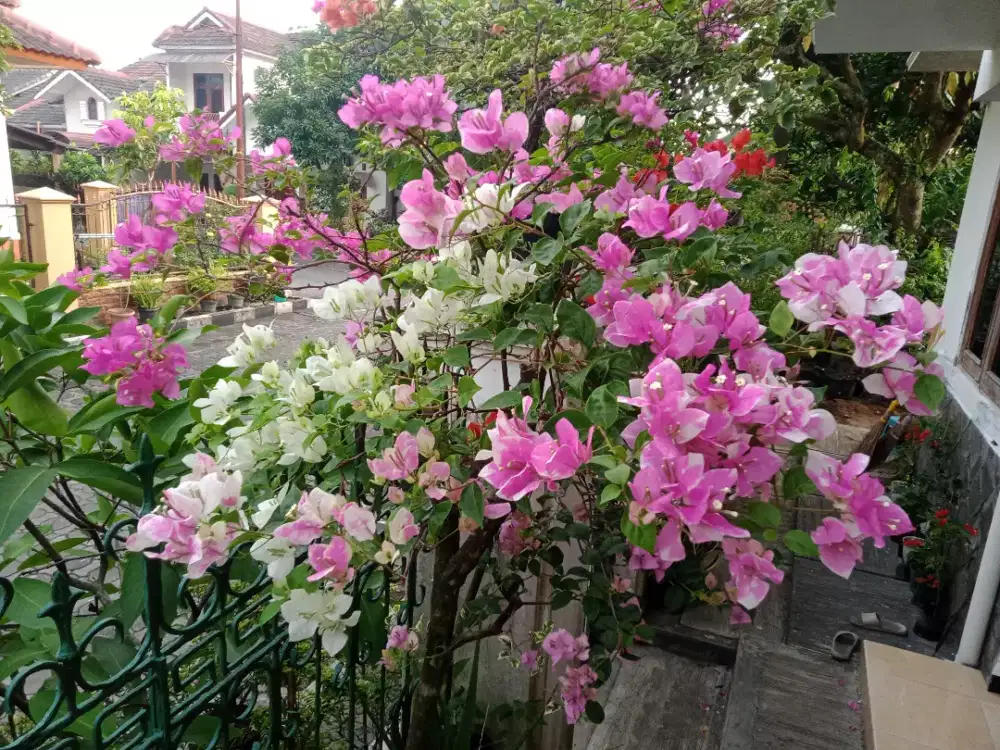 Bunga Bugenvil Berbagai iD import dr rp 30 - 800rb, Tanaman hias dll