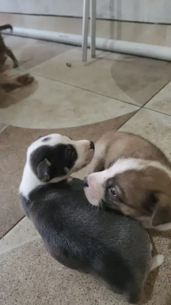 Anjing mixed breeds