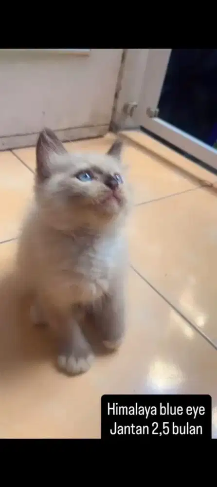 Kucing himalaya kitten