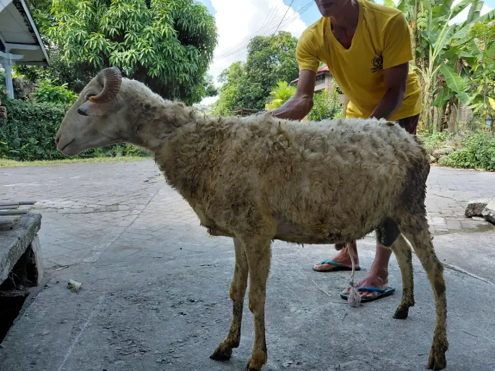 Kambing Hewan Qurban