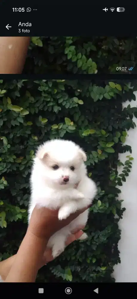 Minipom Jantan Putih Party