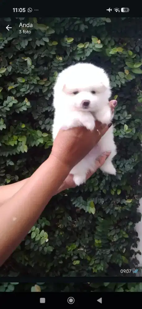 Minipom Jantan Putih Party