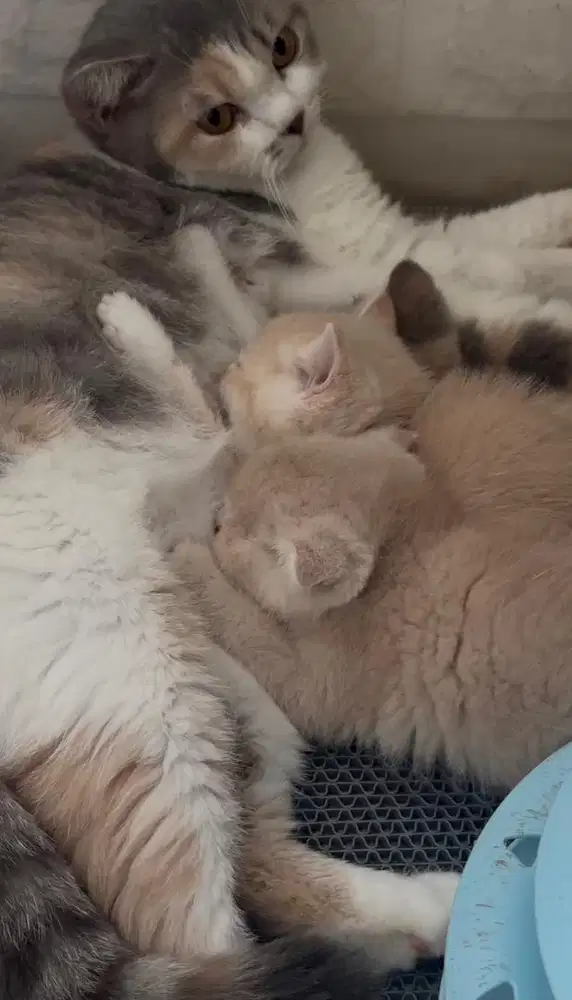 Indukan BSH Dilute Calico