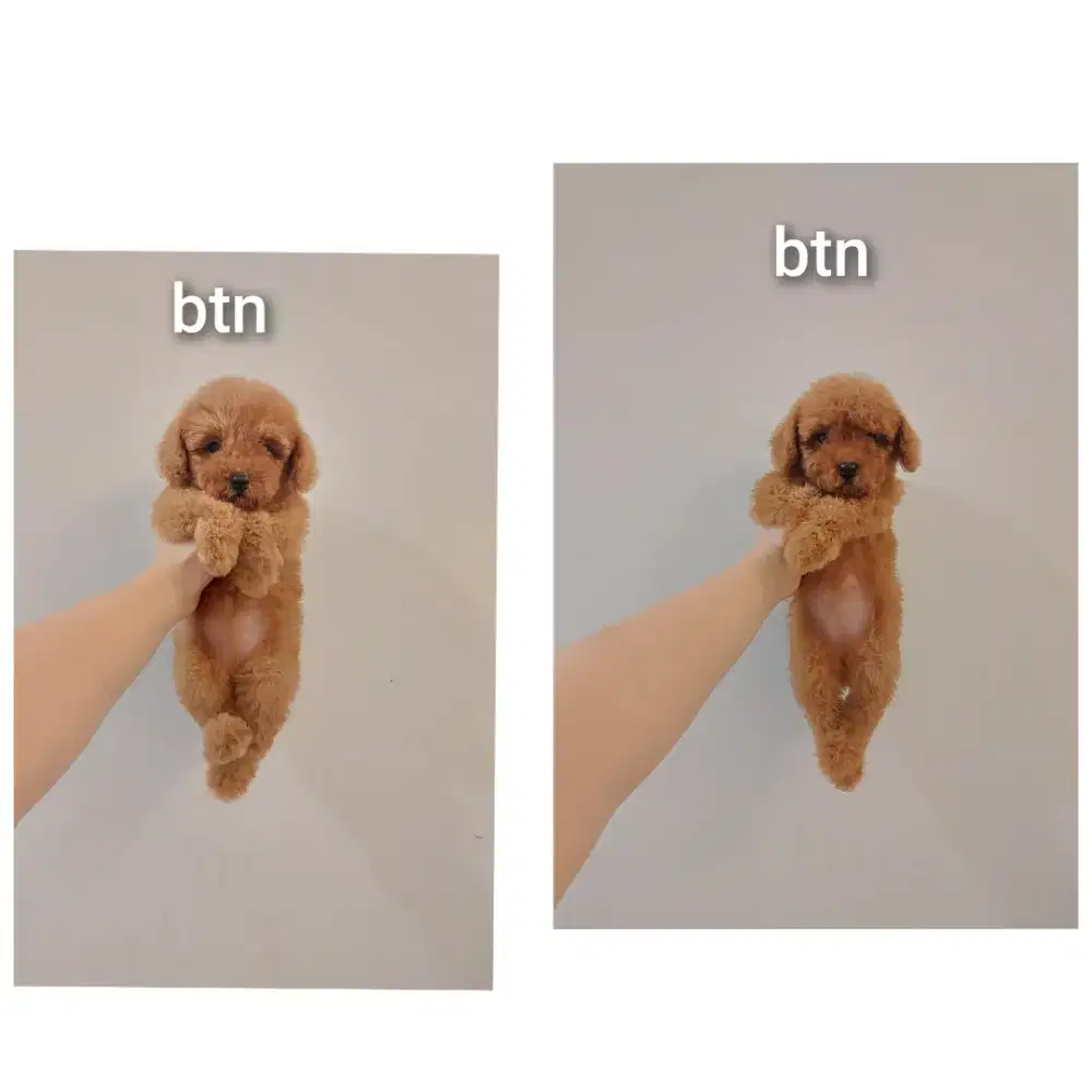 anjing poodle bersurat !!! no php !!!