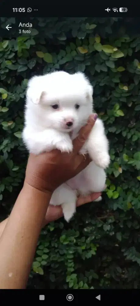 Minipom Betina Putih