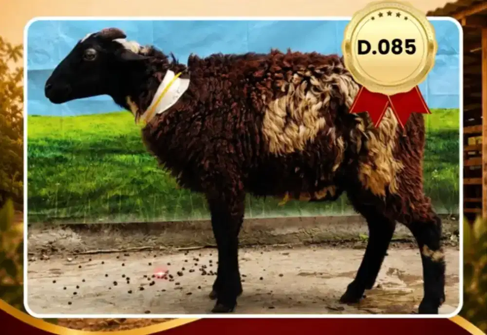 Kambing Qurban Premium Gratis ongkir