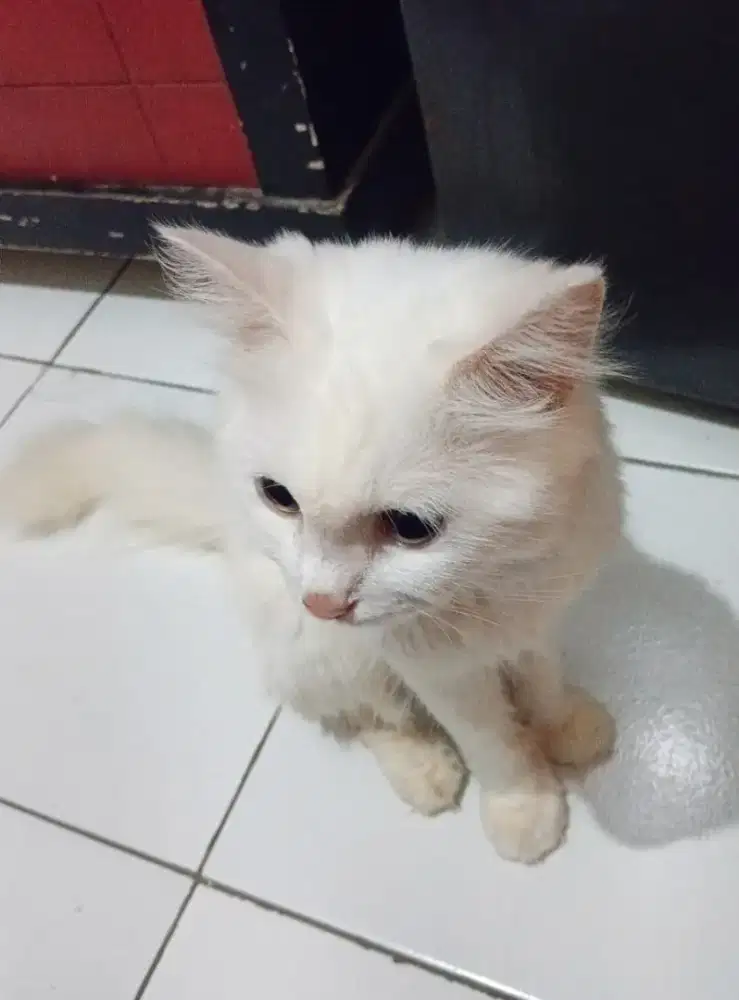 Kucing persia induk&anakan