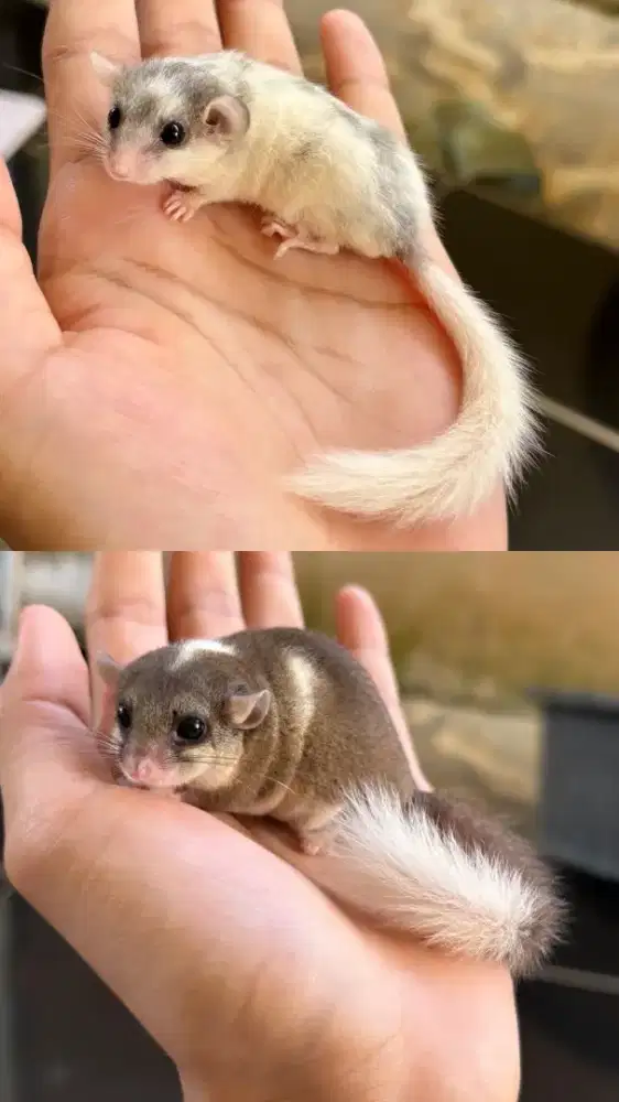 1 Pasang Dormice