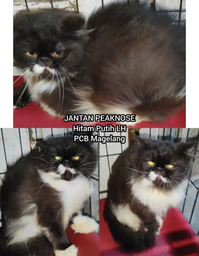 Kucing Persia Peaknose Jantan