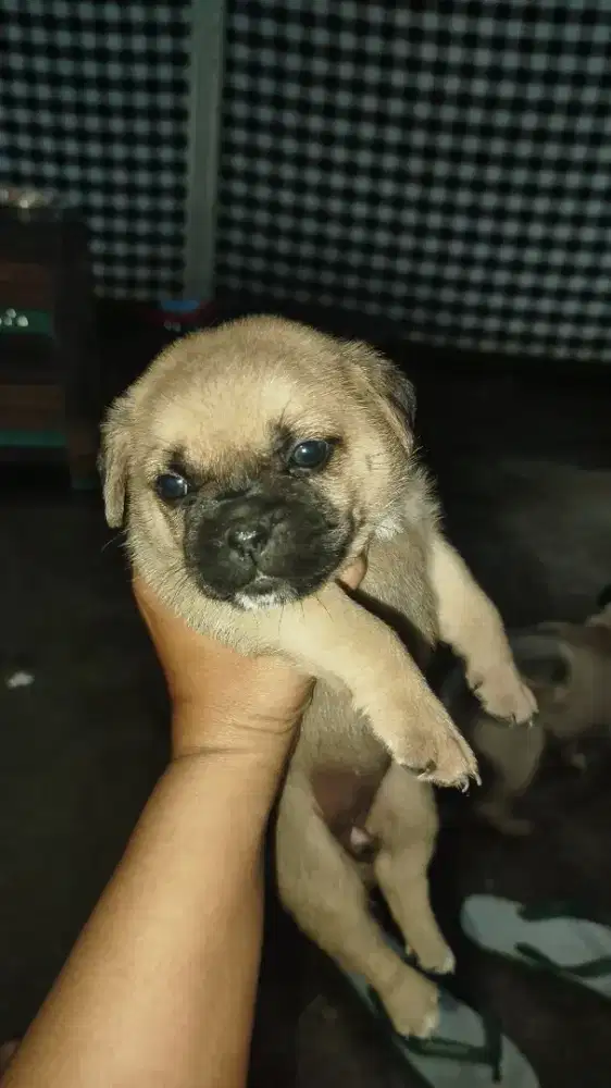 Anak anjing pug