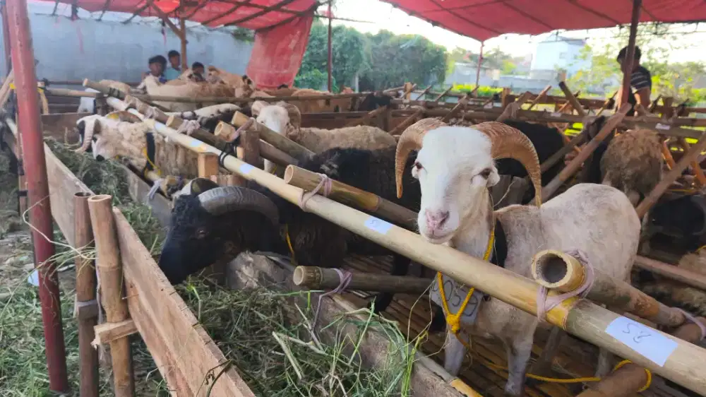 HEWAN QURBAN SAPI DAN DOMBA MURAH