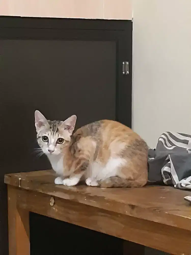 FREE ADOPT 2 ANAK KUCING DOMESTIC