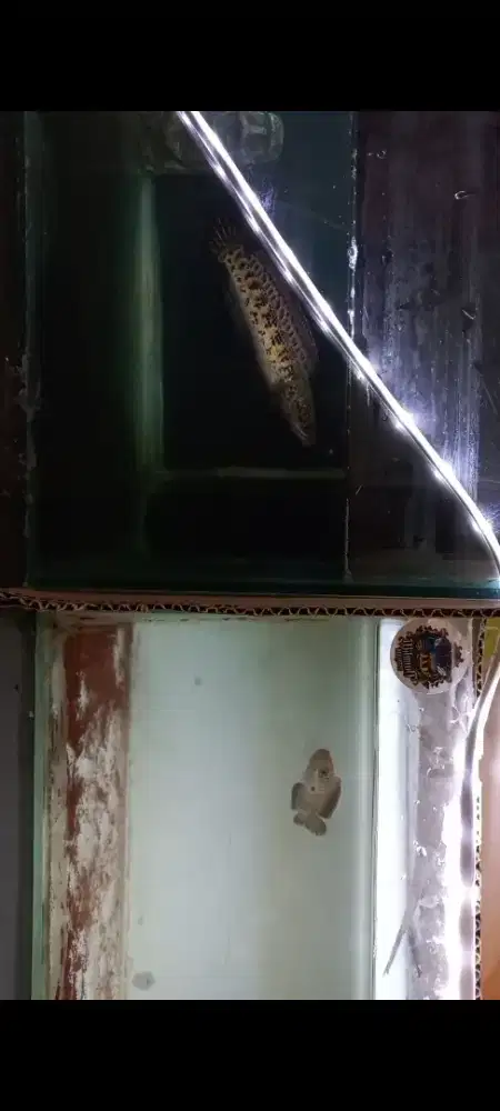 Di jual chana auranti