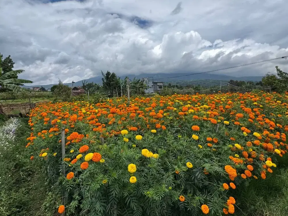Tanah Pekarangan View Full Kota Batu,Siap Bangun hunia atau di jadikan villa