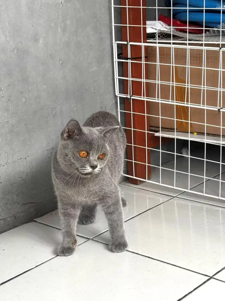 BSH PURE BLUE JANTAN