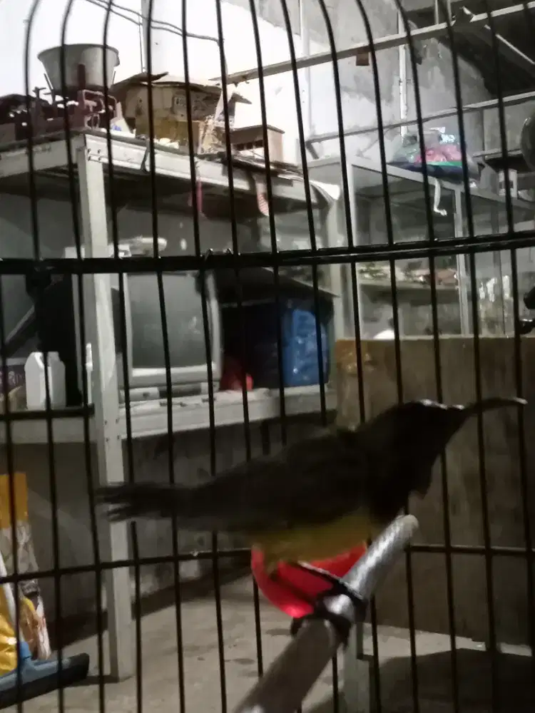 Burung kecil jantan