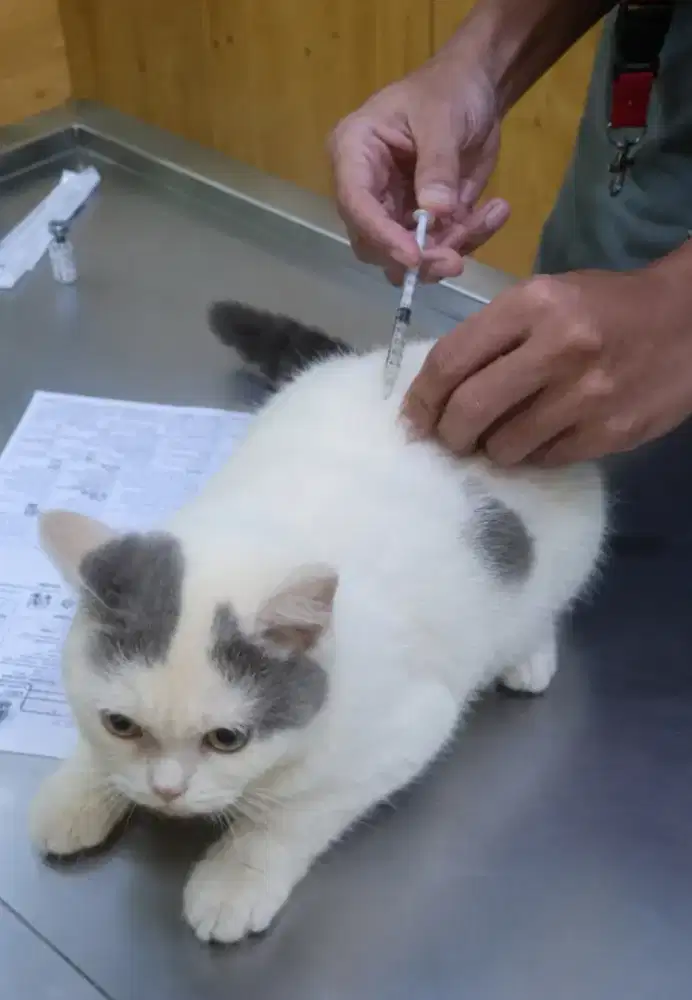 KUCING BRITISH  BICO