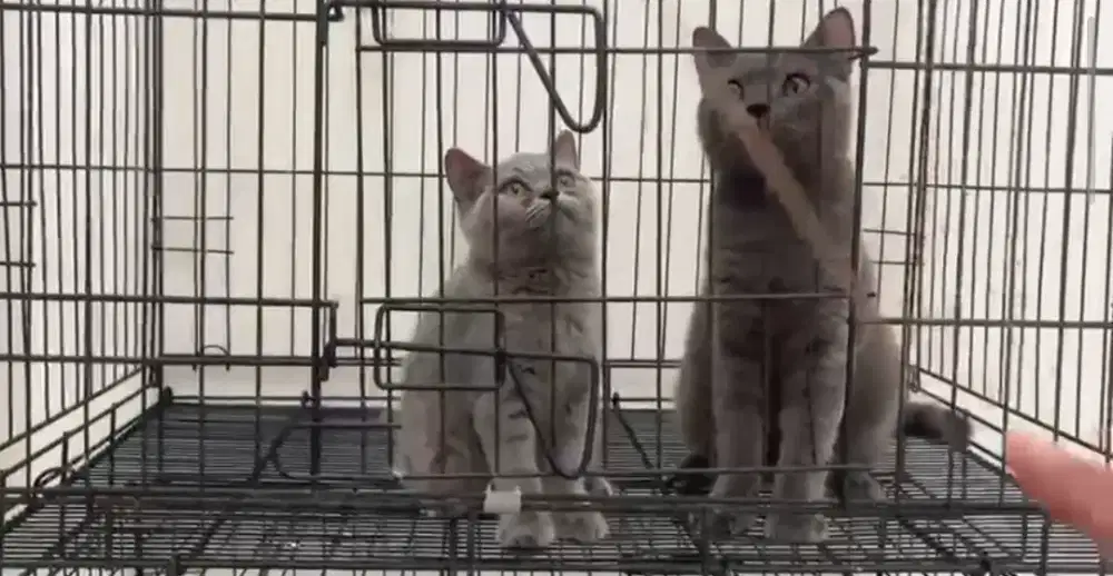 KUCING BRITISH BLUE SOLID