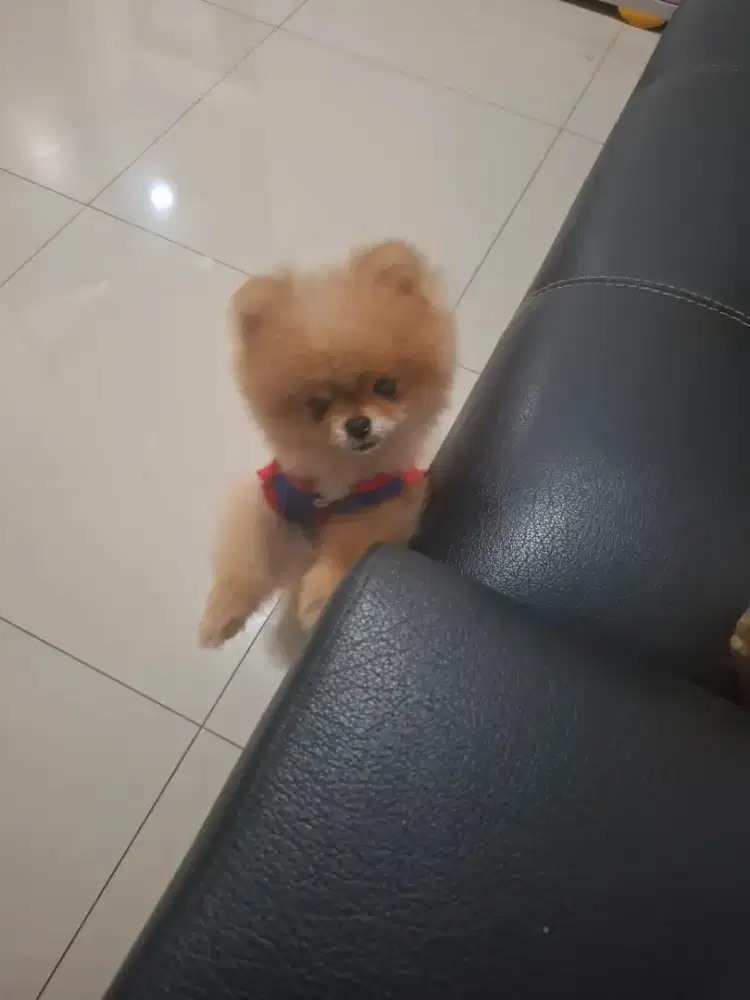 Butuh kennel boy pengalaman