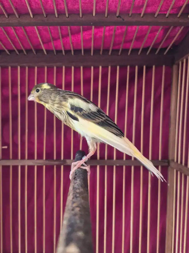 Kenari Crosbreed ( Rasmi x F1sf ) x ( F1gibo x F1s )