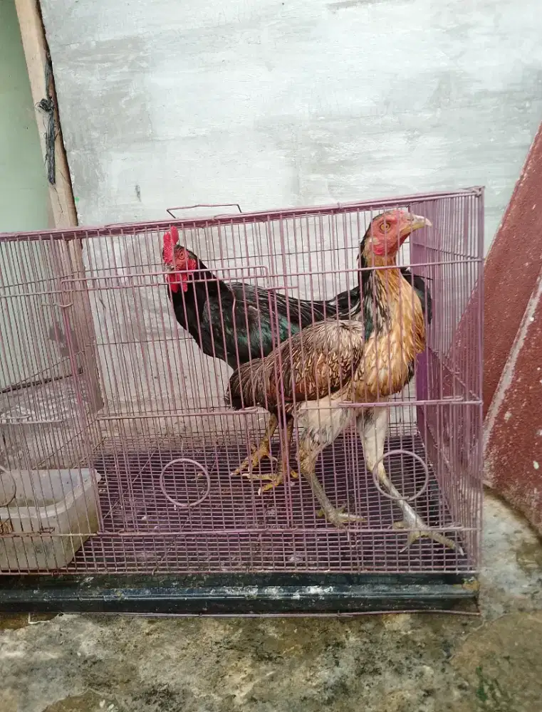 Ayam sepasang 220 net