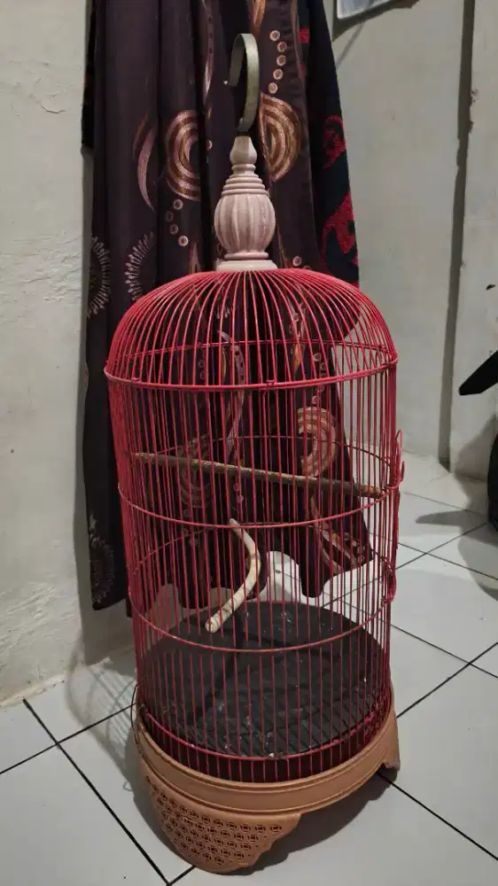 Kandng burung love bird tinggi