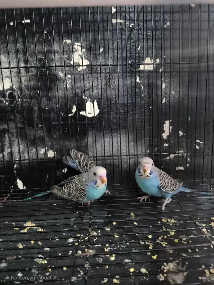 Burung Parkit, 2 ekor