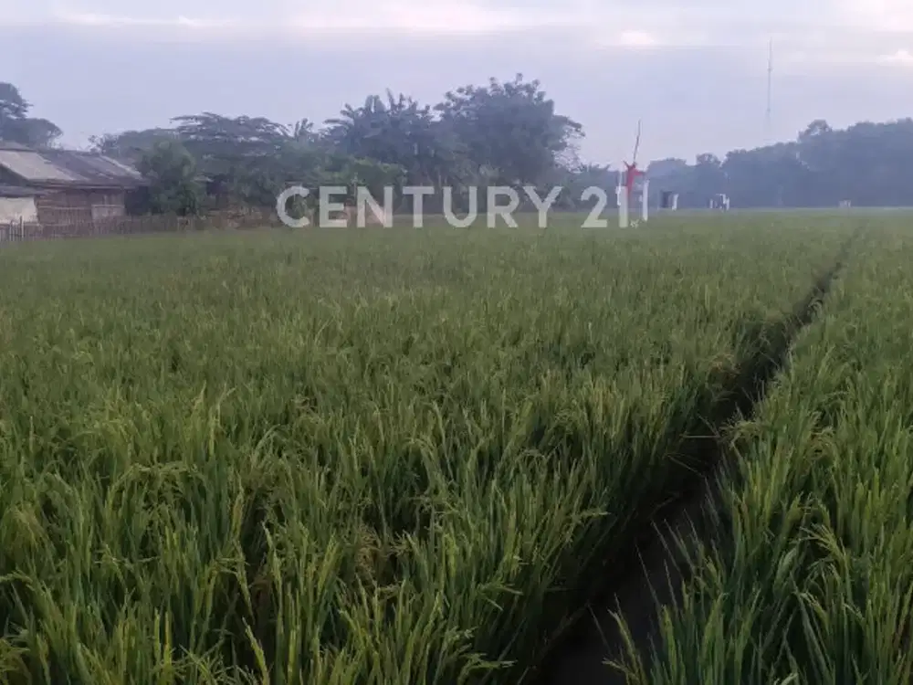 Lahan Tanah Sawah Lokasi Strategis Pinggir Jalan Raya Di Cibitung