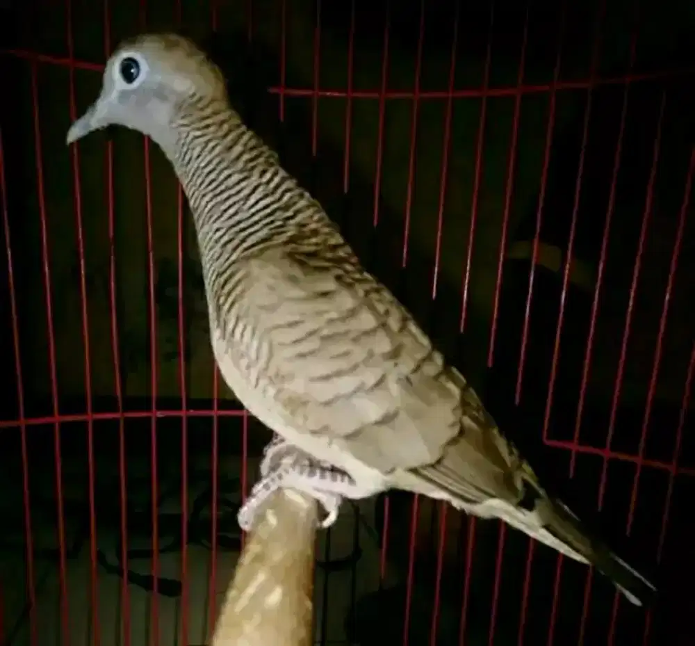 Perkutut sriwiti lokal super