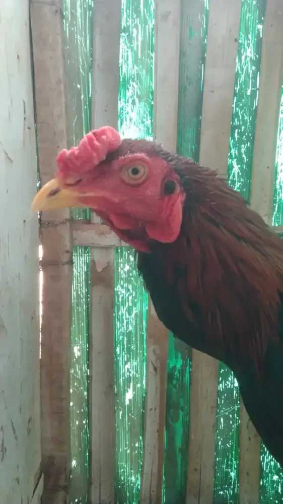 Ayam Bangkok pakhoy / khoytrad