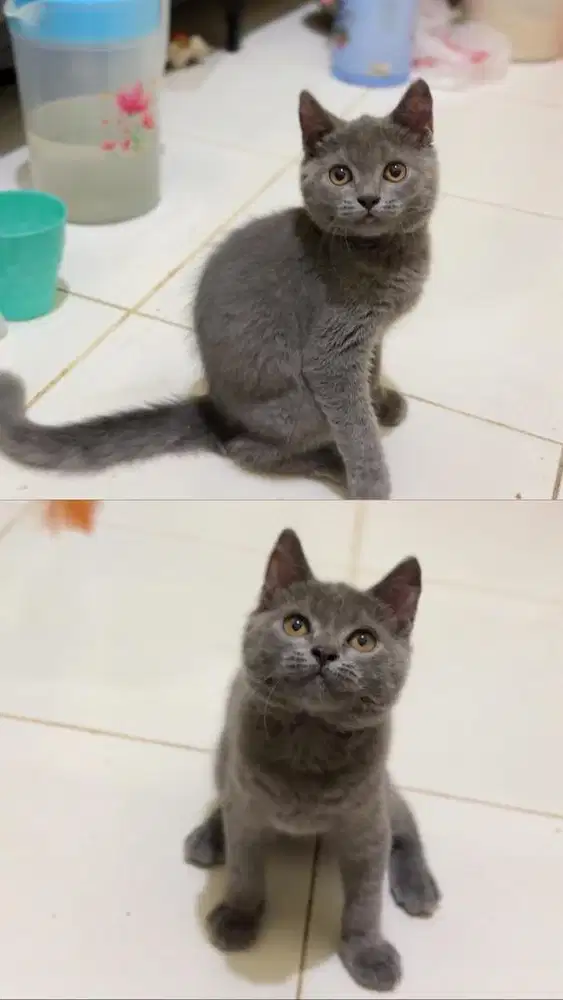 Britishorthair BSH pure nego sampai deal