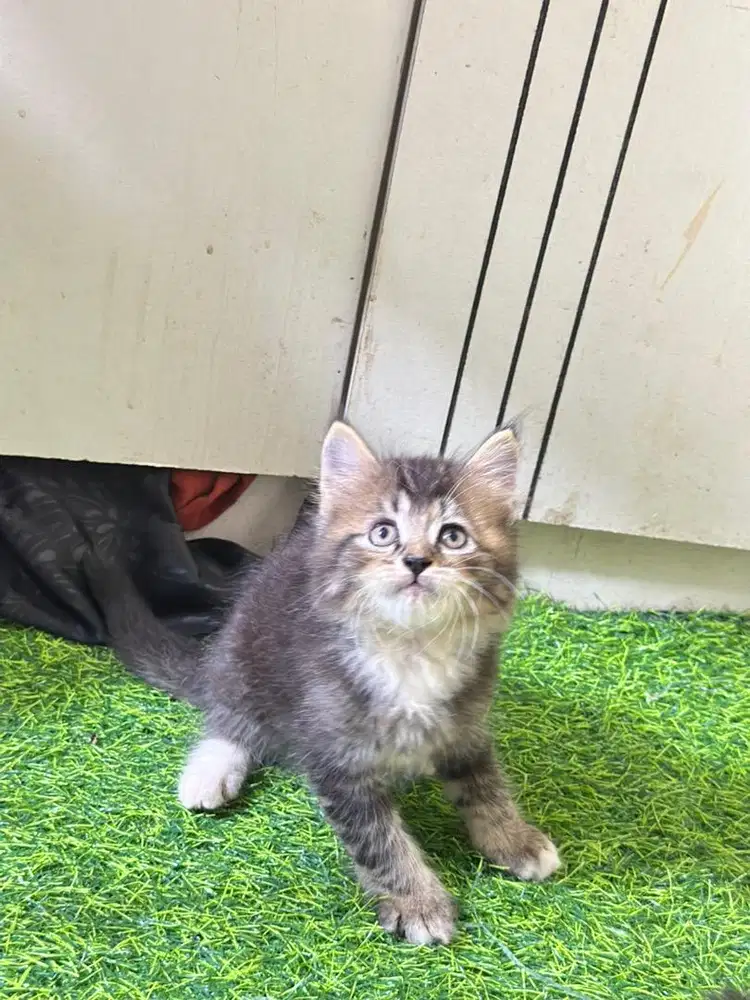Persia bulu kapas