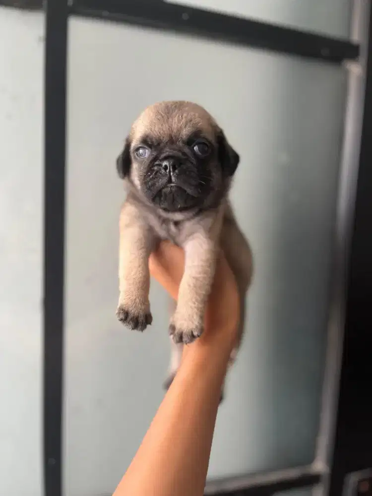 PUG JANTAN STAMBUM