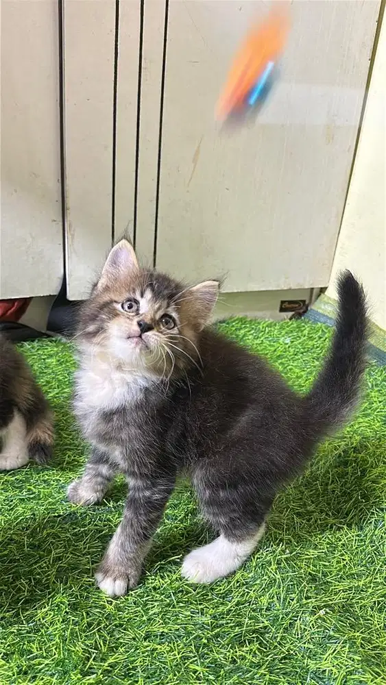Persia longhair bulu kapas mujaer taby