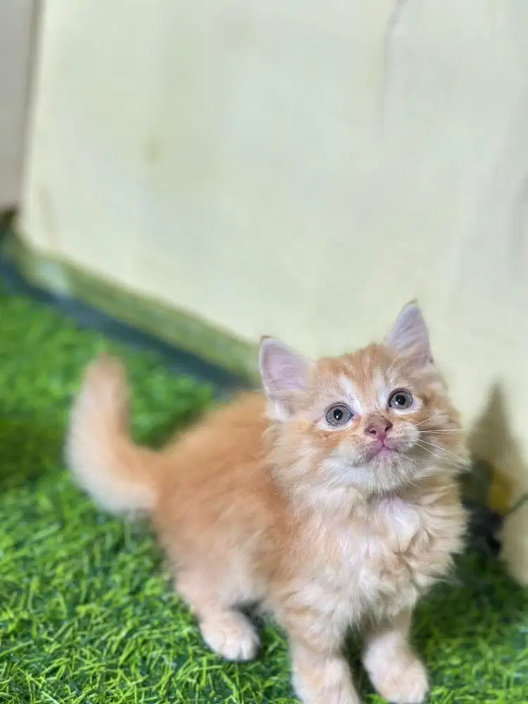 Persia longhair
