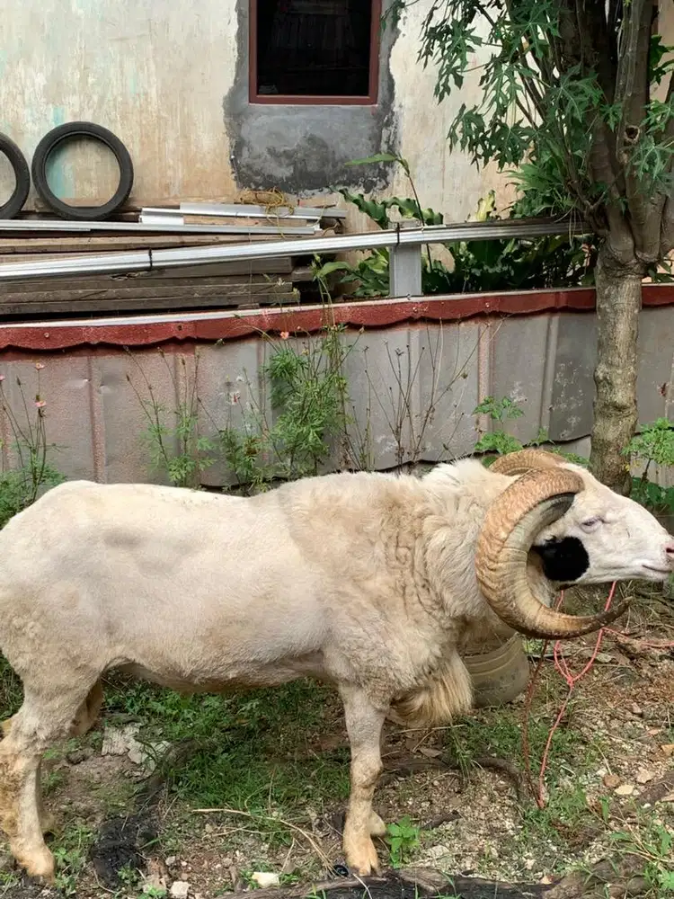 domba 65kg siap kurban