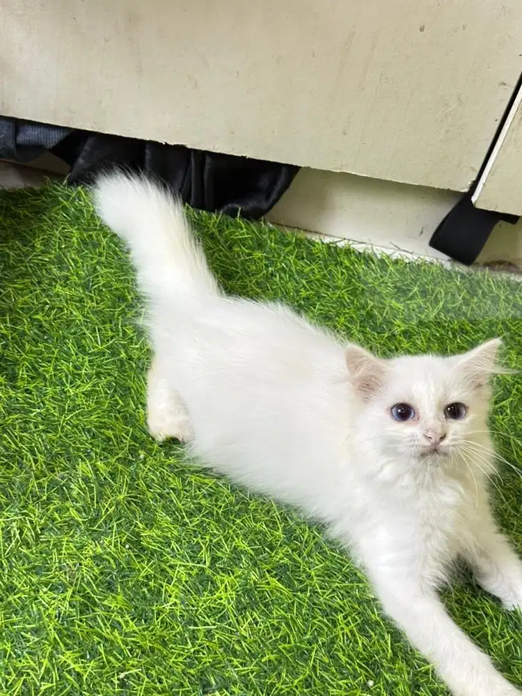 Persia longhair mata biru
