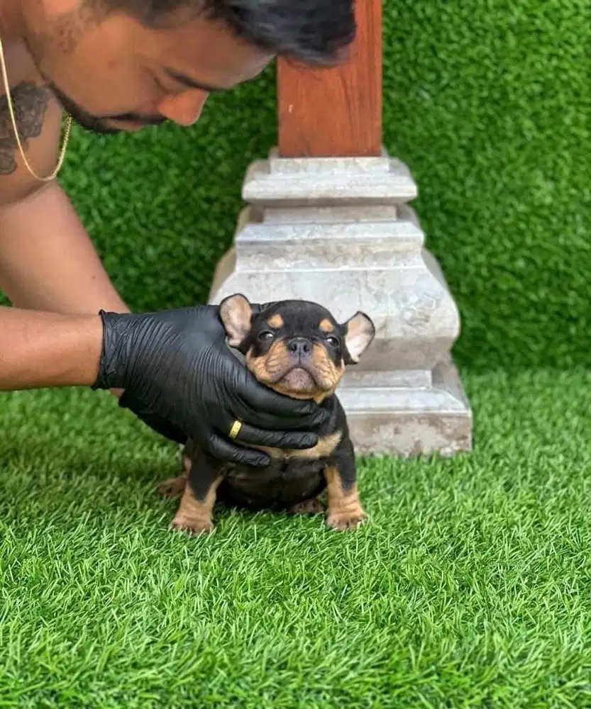 american bully anakan