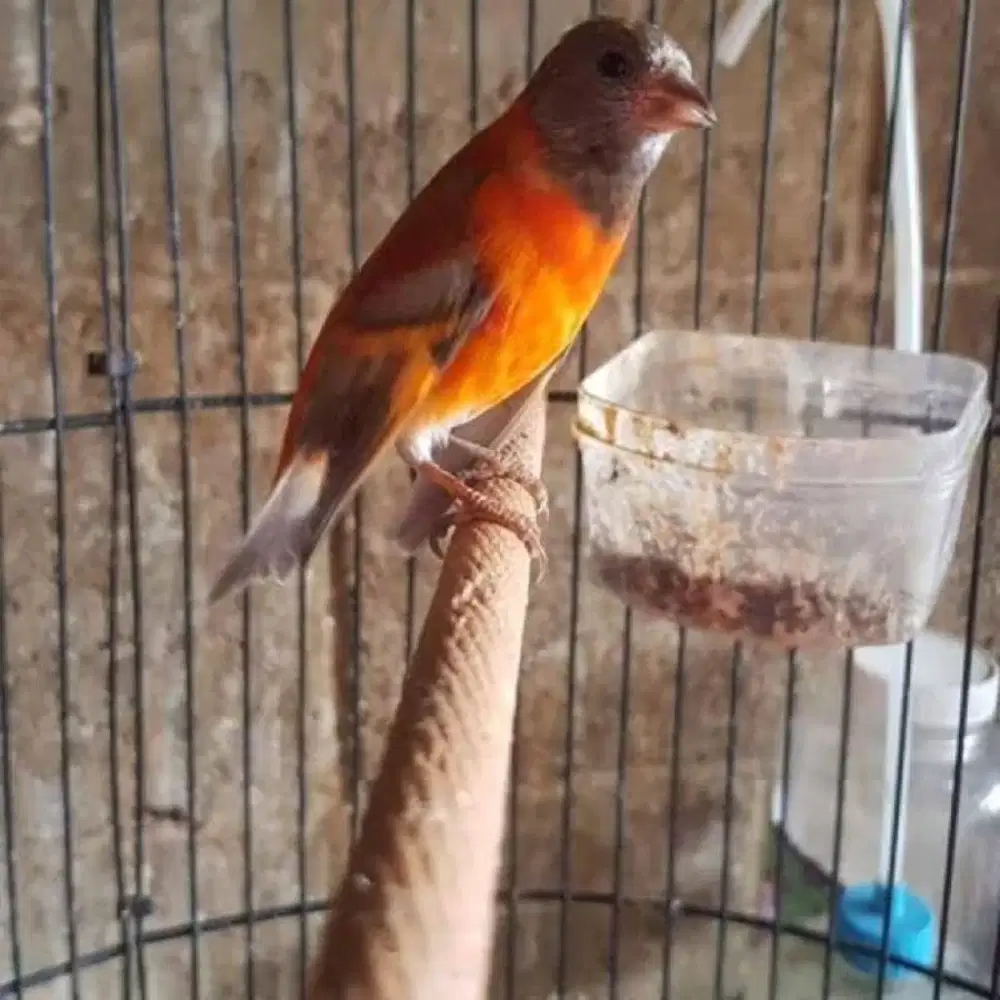 Red siskin dilute gacor dor