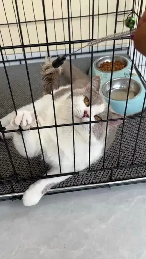 British Shorthair (bsh)
