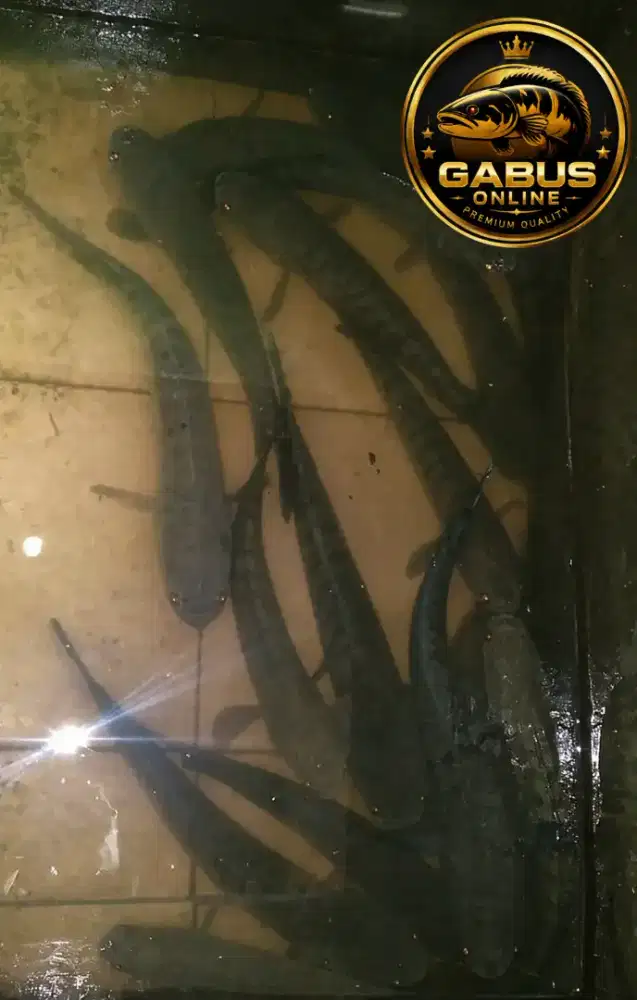 Menjual ikan gabus sistem COD