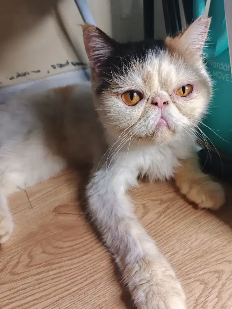 Kucing betina exotic short hair