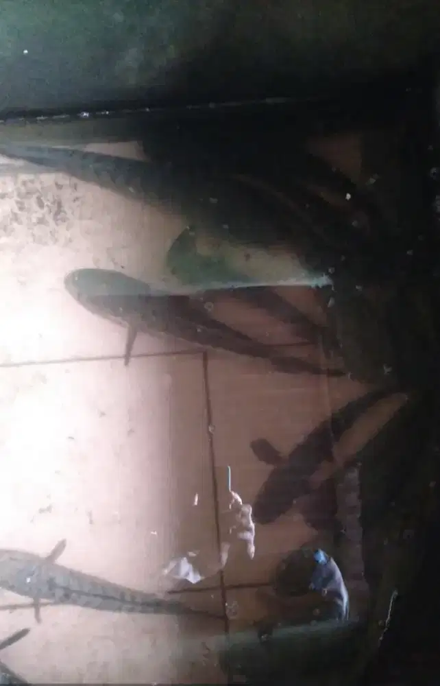 Ikan obat saat pemulihan terbaik