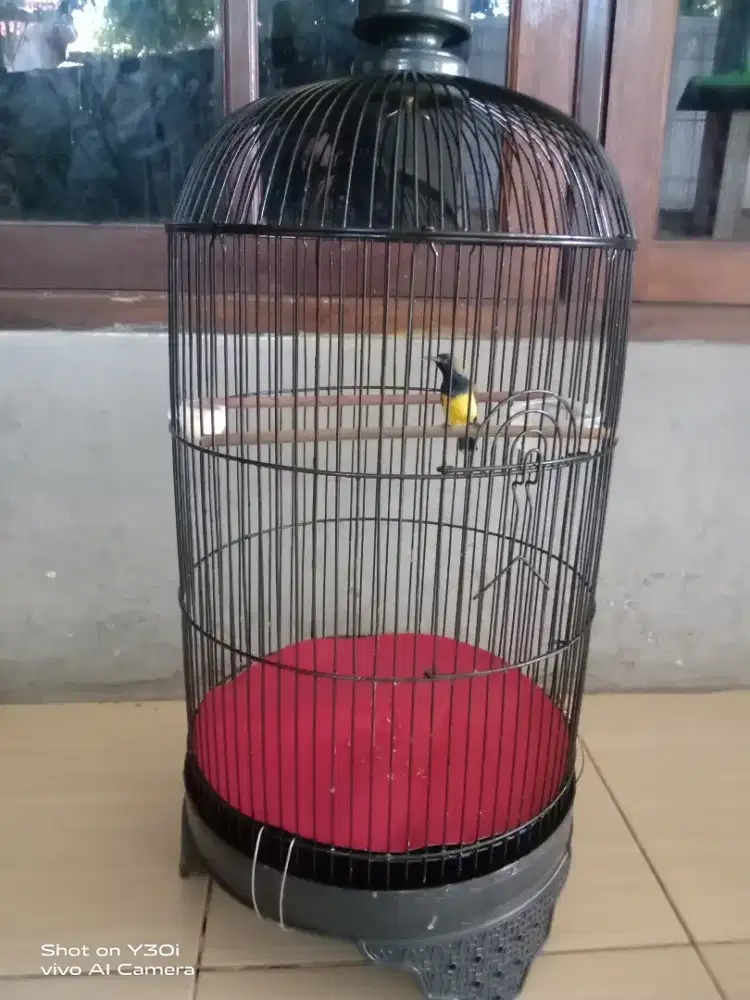 Kolibri ontong masteran