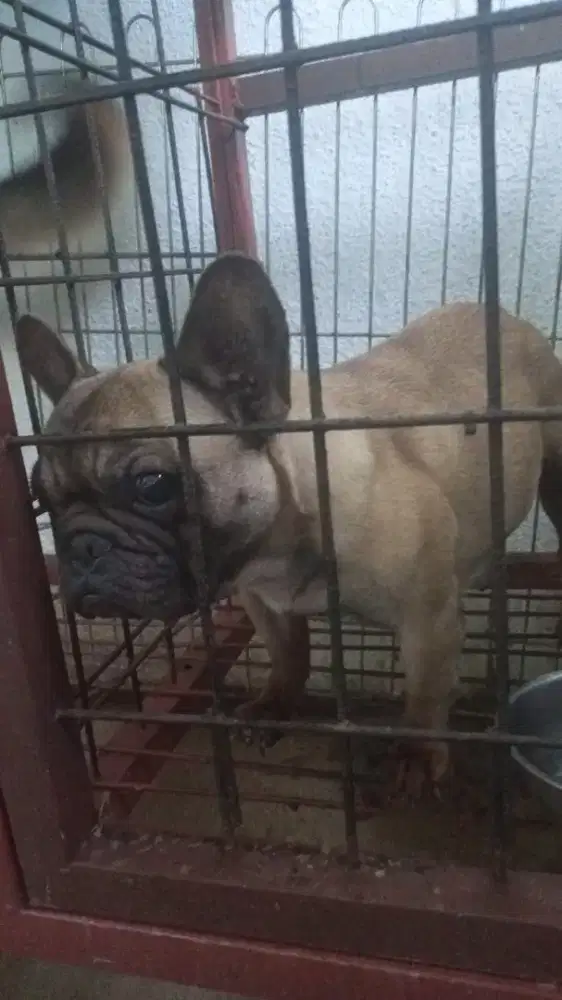Frenchie indukan 500rb